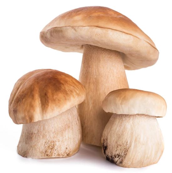 MUSHROOM PORCINI 200g Mercato Gourmet - Truffle & Mushrooms @Mercato Gourmet | Your Italian Gourmet Supermarket