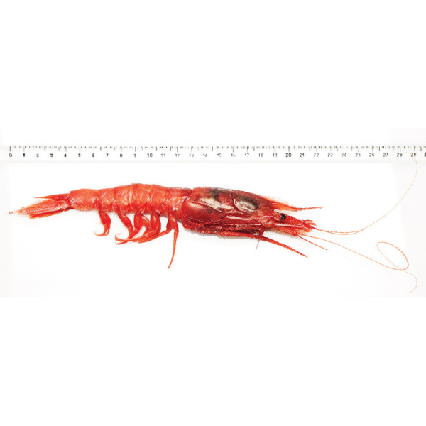 Red Prawn Rosso di Mazara Size XXL - Frozen Rosso di Mazara - Shellfish & Others XXL (18-22 pcs) box - 900g @Mercato Gourmet | Your Italian Gourmet Supermarket