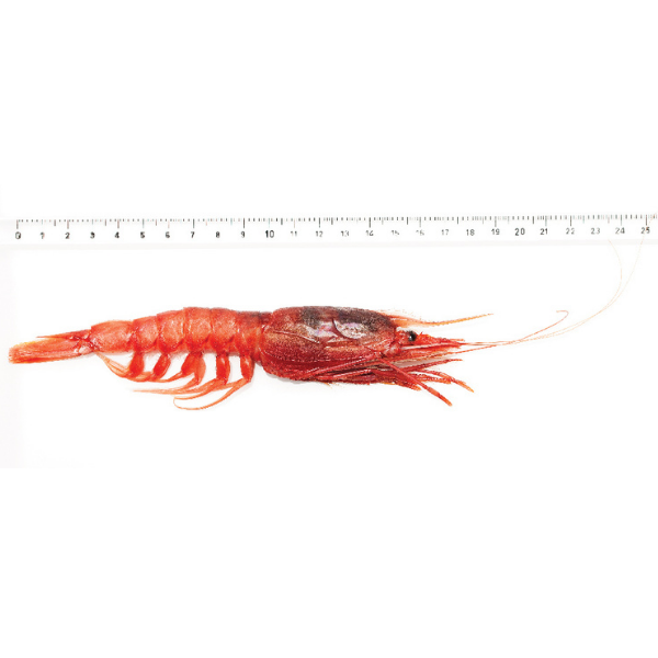 Red Prawn Rosso di Mazara Size XL - Frozen Rosso di Mazara - Shellfish & Others @Mercato Gourmet | Your Italian Gourmet Supermarket