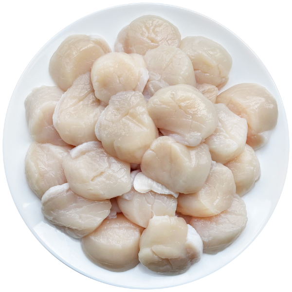 Frozen MSC Japanese Sea Scallop (Sashimi Quality) 1kg Mercato Gourmet - Shellfish & Others @Mercato Gourmet | Your Italian Gourmet Supermarket