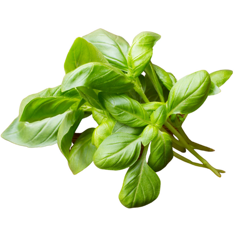 Fresh Basil 50g(±10%) / bunch Pacific Gourmet - Fresh Herbs 50g(±10%) bunch @Mercato Gourmet | Your Italian Gourmet Supermarket